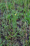 Threadleaf evening primrose